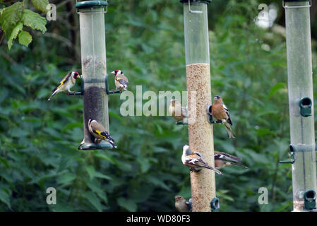 Goldfinches (Carduelis carduelis) & Buchfinken (Fringilla coelebs) auf Saatgut Zuleitungen Martin bloße Wetland Centre, Burscough, Lancashire, England, Großbritannien. Stockfoto