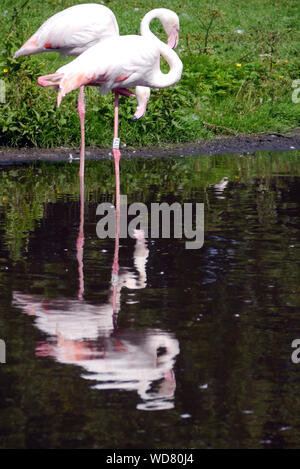 Zwei größere Rosa Flamingos oder Flamingos (Phoenicopterus Roseus) bei Martin bloße Wetland Centre, in der Nähe der Burscough, Lancashire, England, Großbritannien. Stockfoto