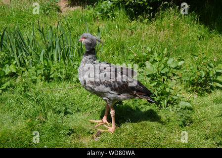 Eine südliche Screamer Vogel (Chauna torquata) bei Martin bloße Wetland Centre, in der Nähe der Burscough, Lancashire, England, Großbritannien. Stockfoto