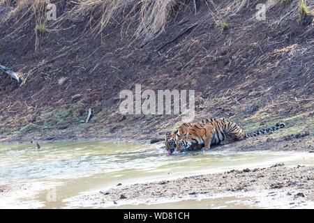 Zwei junge Bengal Tiger (Panthera tigris tigris) trinken an einem Teich, Andhari Tadoba Tiger Reserve, Maharashtra, Indien Stockfoto