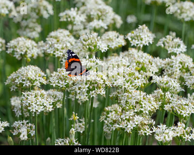 Red Admiral Schmetterling Vanessa atalanta im Flug auf Allium tuberosum Knoblauch Schnittlauch Blumen Stockfoto