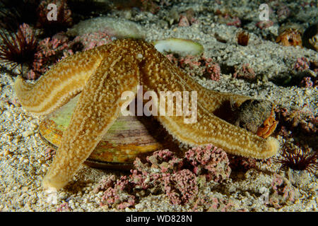 Gemeinsame Seesterne, Asterias Rubens, Kvaloyvagen, Norwegen, Atlantik Stockfoto