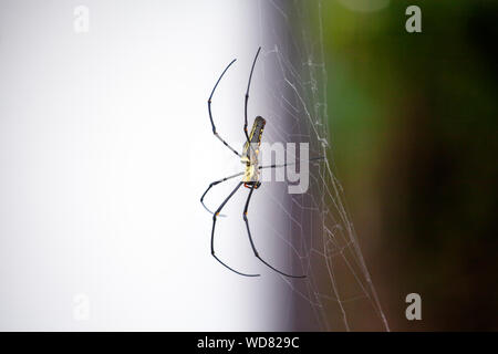 Riesen gefährliche Gift schwarze Spinne Nephila maculata mit gelben Streifen und orange Flecken sitzt auf grossen Web auf weißem und grünem Hintergrund Nahaufnahme Makro Stockfoto