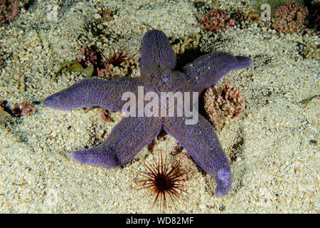 Gemeinsame Seesterne, Asterias Rubens, Kvaloyvagen, Norwegen, Atlantik Stockfoto