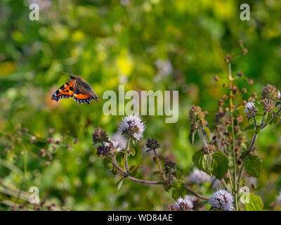 Kleine Tortoiseshell Schmetterling im Flug Fütterung auf Wasser Minze Blumen Norfolk Stockfoto