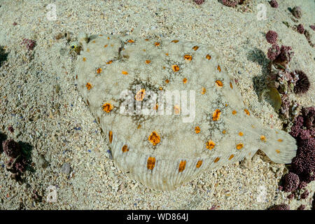 Scholle, Pleuronectes platessa, Kvaloyvagen, Norwegen, Atlantik Stockfoto