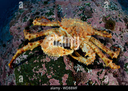 Kamtschatka Krabbe, Alaskan king crab oder Rote Königskrabben, Paralithodes camtschaticus, Kvaloyvagen, Norwegen, Atlantik Stockfoto
