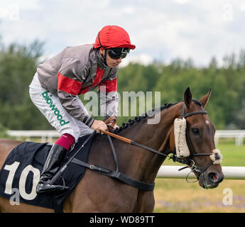 Jockey Andrew Mullen auf das Recht auf Sie vor dem Start der 'Witherbys Handicap', Musselburgh Pferderennbahn, 28. August 2019 Stockfoto