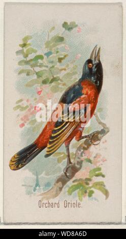 Orchard Oriole, aus dem Song Vögel der Welt-Serie (N23) auf Allen&Ginter Zigaretten. Maße: Blatt: 2 3/4 x 1 1/2 in. (7 x 3,8 cm). Lithograph: George S. Harris & Söhne (Amerikanische, Philadelphia). Herausgeber: Allen&Ginter (Amerikanische, Richmond, Virginia). Datum: 1890. Handel Karten aus der 'Song Vögel der Welt'-Reihe (N 23), im Jahre 1890 in einer Reihe von 50 ausgestellten Karten Allen&Ginter Marke Zigaretten zu fördern. Museum: Metropolitan Museum of Art, New York, USA. Stockfoto