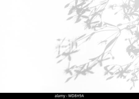 Graue Schatten der zarten Blüten auf einer weißen Wand. Abstrakten neutralen Charakter Konzept Hintergrund. Platz für Text. Unscharfe, defokussiert. Overlay für p Stockfoto