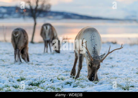 Rentier Rangifer tarandus, Tromso, Norwegen Stockfoto