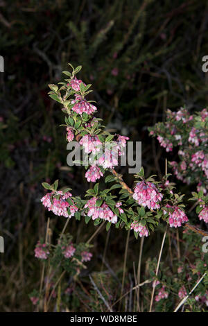 Blumen in Chilcabamba Lodge in den Cotopaxi National Park auf 3500 Meter in den Anden von Ecuador. Stockfoto