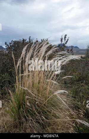 Gras in Chilcabamba Lodge in den Cotopaxi National Park auf 3500 Meter in den Anden von Ecuador. Gras bei der chilcabamba Lodge in einer Höhe von Run Stockfoto