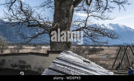 Alter Baum in der Nähe einer Kirche ein trockenes Moos im Flaches Land kurz vor dem Start der alpen Stockfoto