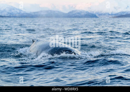 Buckelwal, Megaptera novaeangliae, Kvaloyvagen, Norwegen, Atlantik Stockfoto