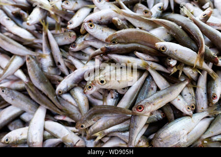 Sardinen fisch Anzeige am Fischmarkt in Athen, Griechenland Stockfoto