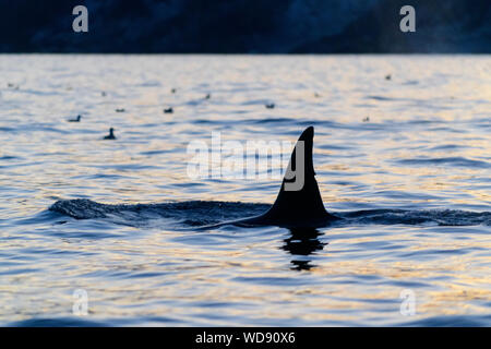 Schlafen, Killer Wale, Orcas, Orcinus Orca, Skjervoy, Norwegen, Atlantik Stockfoto
