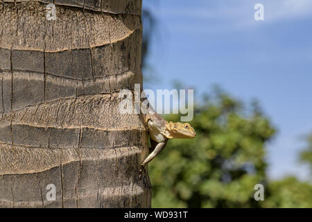 West African Rainbow Lizard - Agama africana, gemeinsame typischen Garten Echse in Westafrika, La Somone, Senegal. Stockfoto