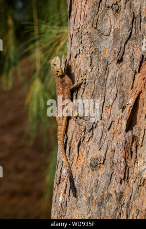 West African Rainbow Lizard - Agama africana, gemeinsame typischen Garten Echse in Westafrika, La Somone, Senegal. Stockfoto