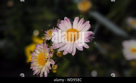 Chrysantheme Foto Stockfoto