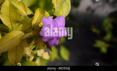 Gestern Heute Morgen Blume Stockfoto