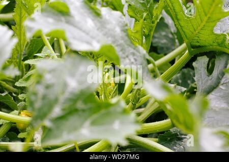 Selektive Fokusaufnahme von Grünblättrigen Pflanzen Stockfoto