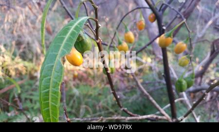 Bush Tucker - Känguru Apfelfrüchte - noch nicht reif Stockfoto