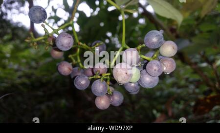 Bush Tucker - Känguru-Rebfrucht Stockfoto