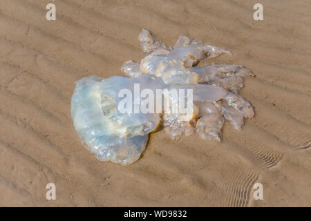 Barrel Quallen auf southerness Strand, Dumfries, Schottland Stockfoto