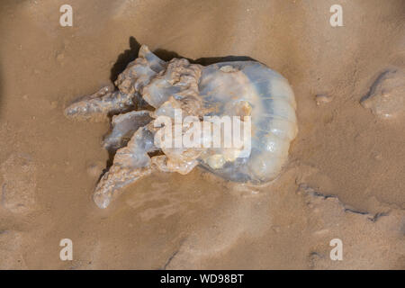 Barrel Quallen auf southerness Strand, Dumfries, Schottland Stockfoto