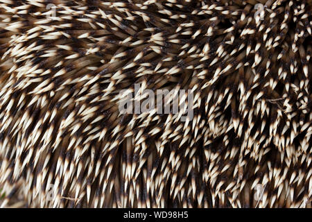 Vier-toed Igel (Erinaceus europaeus) Dornen Stockfoto