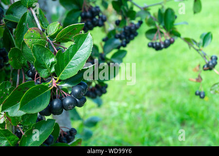 Aronia melanocarpa auf Zweig mit grünen Blatt wächst im Garten zum Begriff der Zeit Stockfoto