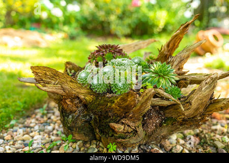 Eine Wurzel mit verschiedenen Sorten von hauswurz in einem Garten gepflanzt Stockfoto