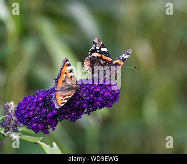 Ein kleiner Fuchs und Rote Admiral Schmetterlinge Fütterung auf ein Violett Buddleja Blume in einem Garten in Alsager Cheshire England Vereinigtes Königreich Großbritannien Stockfoto