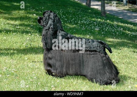 American Cocker Spaniel Black Dog Show auf dem Gras Stockfoto