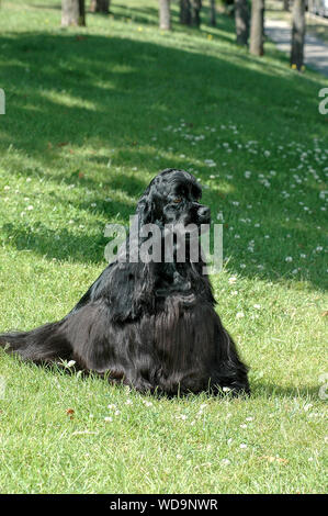 American Cocker Spaniel Black Dog Show auf dem Gras Stockfoto