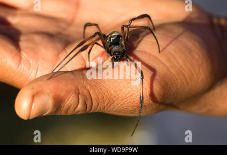 Goldener Seide orb-Weber auf erwachsene Hand, Madagaskar Stockfoto