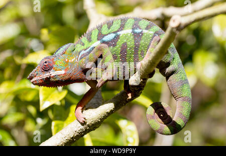 Panther chameleon Furcifer pardalis aus Madagaskar, thront auf einem Zweig Stockfoto