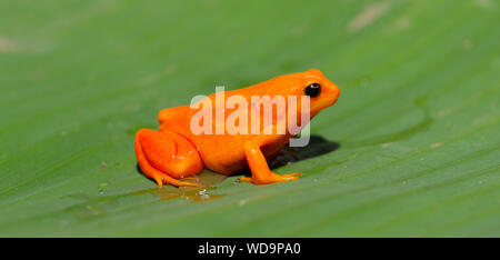 Tomate Frosch in Madagaskar - die Tomate Frosch ist endemisch auf Madagaskar Stockfoto