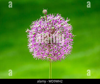 Riesige lila allium Blume auf ein Feld Stockfoto