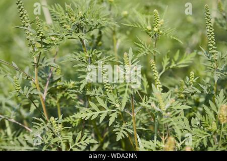 Ragweed closeup, gemeinsame Allergie Anlage Stockfoto