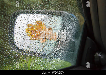 Gelbe Eichenlaub auf nassen Spiegel eines Auto closeup Outdoor an regnerischen Herbsttag Stockfoto