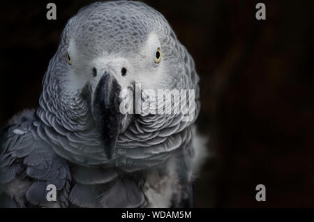 Nahaufnahme von einem grauen Papagei Jaco (Psittacus erithacus, Kongo Graupapagei, Graupapagei) in Mundopark, Guillena, Sevilla Specie rückläufig, endange Stockfoto