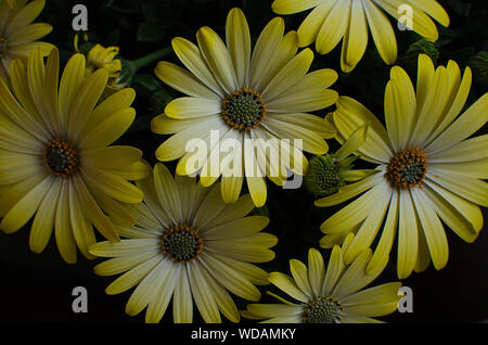 Gruppe von gelben Dimorphoteca Blüten mit schwarzem Hintergrund. Stockfoto