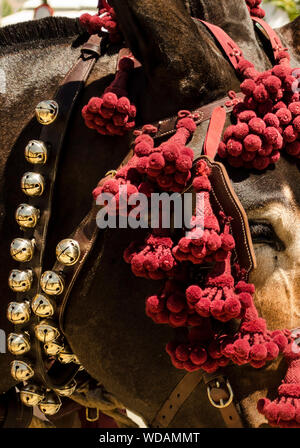 Nahaufnahme eines andalusischen braunes Pferd im April in Sevilla Stockfoto