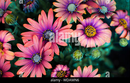 Gruppe von schöne rosa und lila Blumen Dimorphoteca Stockfoto