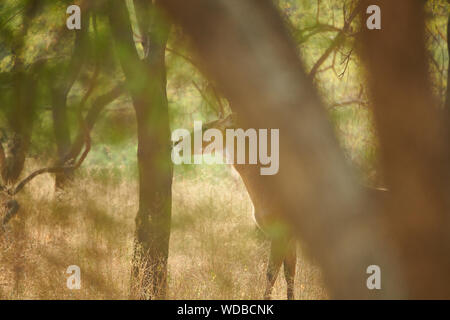Nilgai, auch bekannt als die Blue Bull in der Jhalana Leopard Sanctuary, befindet sich in der Stadt Jaipur. Stockfoto