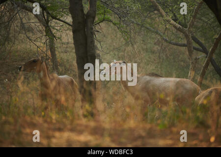Nilgai, auch bekannt als die Blue Bull in der Jhalana Leopard Sanctuary, befindet sich in der Stadt Jaipur. Stockfoto