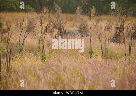 Nilgai, auch bekannt als die Blue Bull in der Jhalana Leopard Sanctuary, befindet sich in der Stadt Jaipur. Stockfoto
