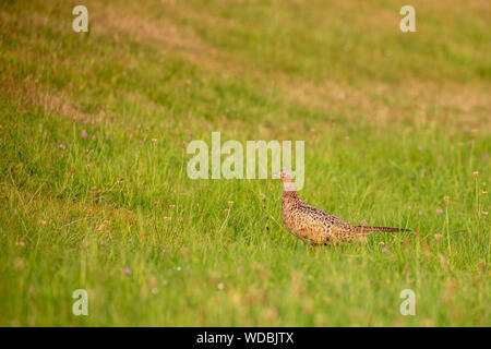 Gemeinsame Fasan (Phasianus colchicus) Henne auf dem Deich auf Juist, Ostfriesische Inseln, Deutschland. Stockfoto